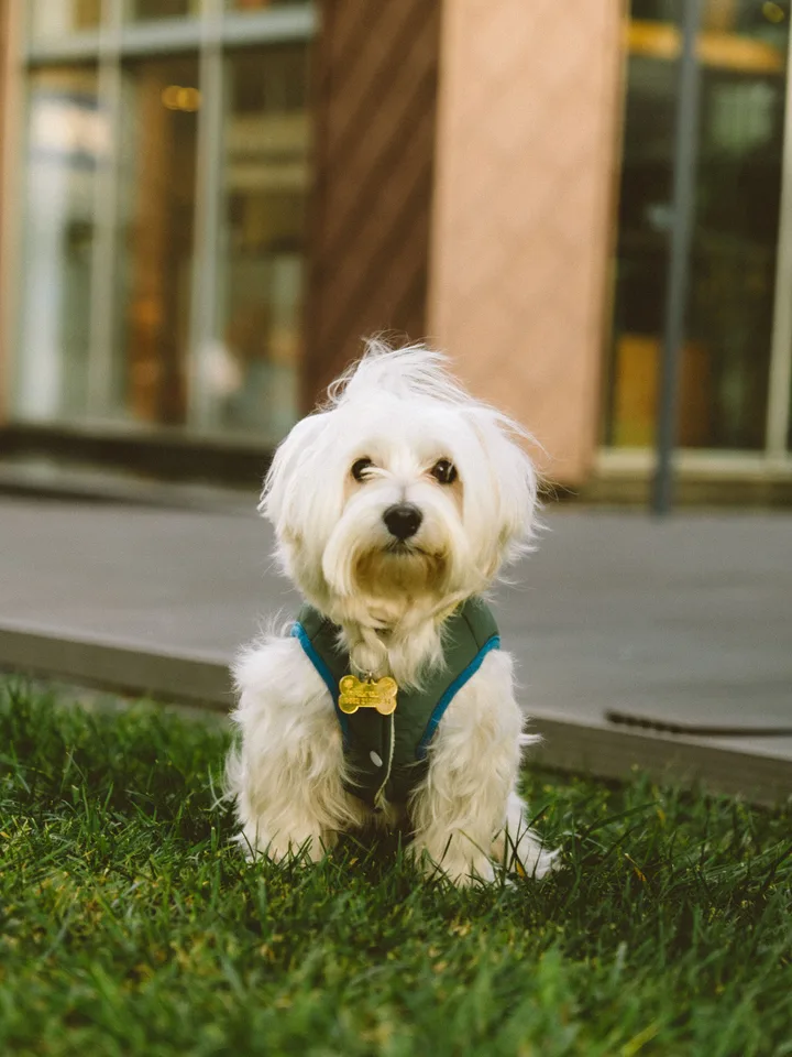 Original photo of Reo, a white dog